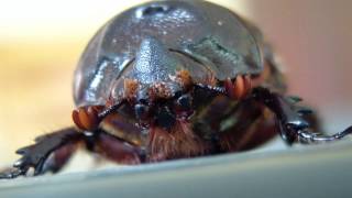 Oryctes rhinoceros  neushoornkever  coconut rhinoceros beetle in Thailand [upl. by Bora]