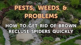 How to Get Rid of Brown Recluse Spiders Quickly [upl. by Ul]