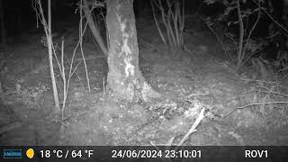 Bad Benteim Germany wildlife  106 Two martens at night note the funny eyes [upl. by Nicolas824]