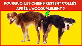 Pourquoi les chiens restent coincés après laccouplement  Le processus de reproduction expliqué [upl. by Wolliw]