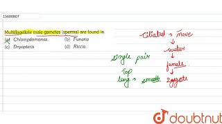 Multiflagellate male gametes sperms are found in [upl. by Tonkin]