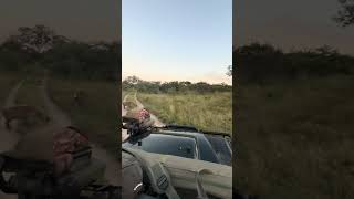 Hyenas vs Wild Dogs Intense Battle Over Food [upl. by Allyn]