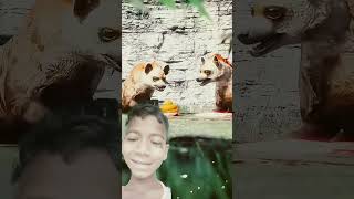 Sher ne Tatti Kar😱😱🐕🙏 Diyawhichisthestrongestdoginworl americanbulldog viralvideo funny facts [upl. by Ecyned]