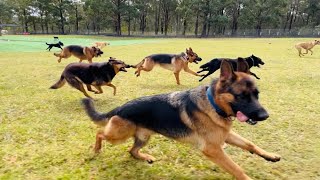 Friday mayhem ensues as Adam kicks off the bike🏍️ 🐕❤️ [upl. by Yttik375]