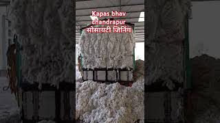 Kapas bhav today cotton rate kapas cottongin kapasaajkabhav shortsvideo cottonindustry [upl. by Atenek]