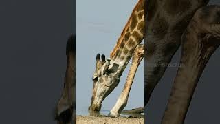 Giraffe With Oxpecker Birds Drinking Water Wincent GHqL2 wildlife nature giraffe [upl. by Hiroshi]