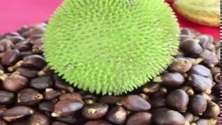 Breadnut Breadfruit or Artocarpus camansi and its Health Benefits [upl. by Hanover944]