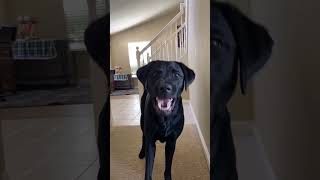 The Unfunny Side of Morse Code yt dog funny shorts cat youtubeshorts [upl. by Hound]