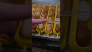 Egg candling video day 11 10 days until hatch Rooster Creek Farm eggs update chicken chickenbreed [upl. by Hserus713]