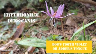 Erythronium DensCanis Dogs tooth violet  Adders tongue [upl. by Ahsiram888]