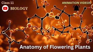 CBSE Class 11  Biology  Anatomy of Flowering Plants  Animation  in English [upl. by Queen]