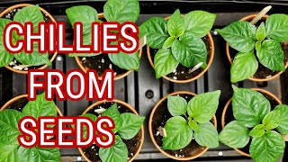 Time To sow Your chilli Seeds  How To Plant Chillies At Home [upl. by Acire]