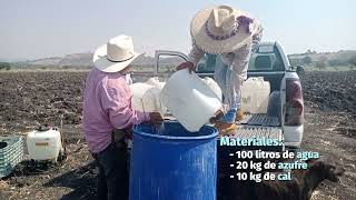 Preparación y uso del caldo sulfocálcico [upl. by Jacintha]