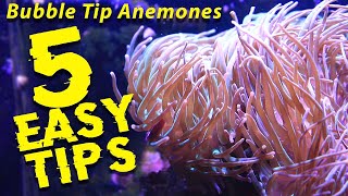 How to successfully keep Bubble Tip Anemones  5 Easy tips for beginners [upl. by Maillij]