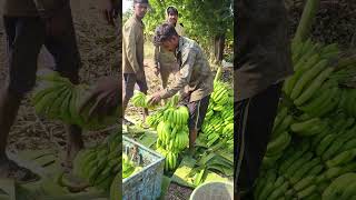 Banana 🍌 cuttings and packing part 202 [upl. by Revned]