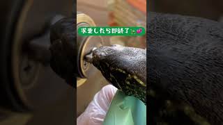 求愛したら即終了03 VSカギ クサガメ つく shorts 爬虫類 亀飼育 亀 かわいい Reeves Turtle courtship dance [upl. by Ahseekat]