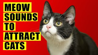 Meows to ATTRACT Cats Meow Sounds to Attract Cats Cats Meowing Sound Effects Kitten Sounds [upl. by Tarttan]