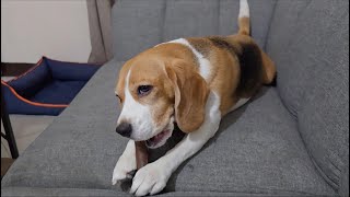 Beagle struggling with her chew bone [upl. by Notyal70]