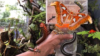 Amazing i found a rare giant moth‼️catch millipedes earwigs ants caterpillars bugs big spiders [upl. by Melnick]