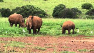 Rhino and Lion Nature Reserve  South Africa [upl. by Ybbed]