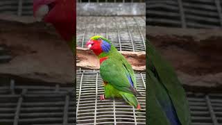 Redflanked Lorikeet Psittacus placentis Charmozin červenoboký [upl. by Schmitz]