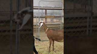 Funny goat yelling screaming for help [upl. by Sayers]