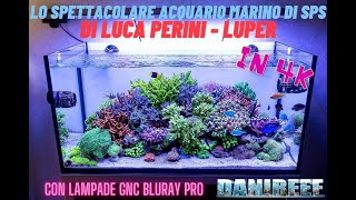 LAcquario marino di sps ed acropore di Luca Perini  Luper  in 4K by danireef con GNC BluRay PRO [upl. by Sig]