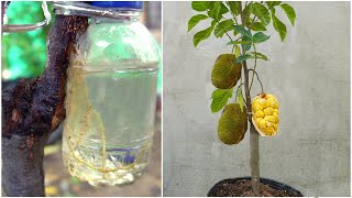 How to propagate jackfruit trees from cuttings with water for fast rooting [upl. by Valma]