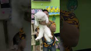 Persian Cat Price in Kolkata pets kolkatapetmarket cat kitten shorts [upl. by Nata]