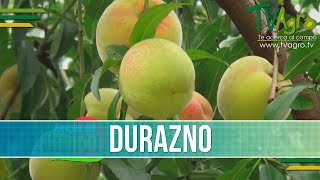 Como es un Cultivo de Duraznos  TvAgro por Juan Gonzalo Angel [upl. by Eilis]