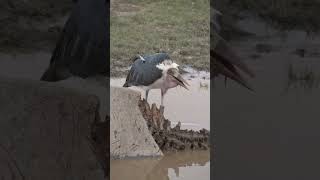 Marabou Stork feeding on dead Hippo shorts [upl. by Ahsiak563]