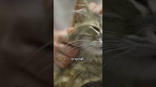 Música RELAJANTE para GATOS ESTRESADOS🎵💤 ¡Relaja y Calma a tu gato rápidamente 2024 [upl. by Sadonia699]