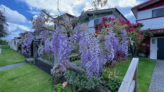 Beautiful Wisteria tree in East Vancouver [upl. by Derfniw681]