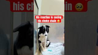 Watch how he reacts to his collar 🥺 please help me spread the word he needs a home🙏 bordercollie [upl. by Jacobine85]