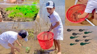 100s of Tadpoles by the Lake and Release Them [upl. by Edals579]