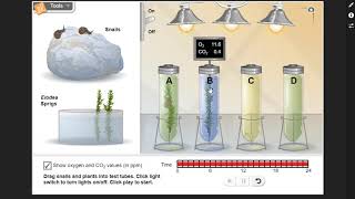 Plants and Snails  Photosynthesis and Respiration Simulation [upl. by Annaihs615]