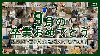 【里親さんが決まった猫たち】卒業おめでとう！2024年9月 [upl. by Licht433]