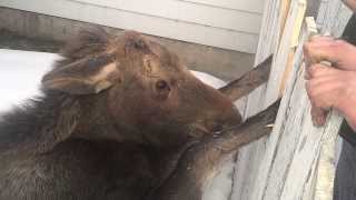 Baby Moose  caught in gate  2014 02 10 [upl. by Eirellam540]