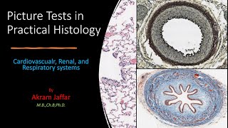 Picture Tests in Histology CVS Respiratory Renal [upl. by Namzzaj557]