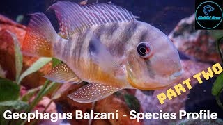 Gymnogeophagus Balzanii  Species Profile PART TWO [upl. by Azila]