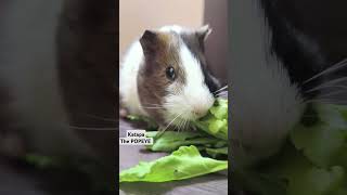 Katapa The Popeye Loves spinach guineapigs katapa funnyreels cutepets [upl. by Maximo]