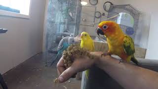 Sun Conure Talking  Screaming 😍 [upl. by Adila]