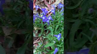 Lobelia erinus 🌸 nature plants flowers vlog TaoMola [upl. by Nickolai981]