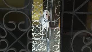 Rajapalayam Dog barking sound for Amma🐶🐶🐶🐶 [upl. by Assyla]