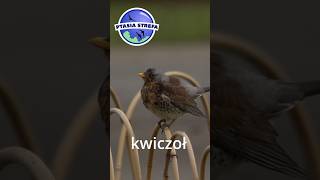 Kwiczoł birds ptaki ptasiastrefa [upl. by Bean]