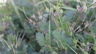 REDSTEM FILAREE Erodium cicutarium [upl. by Walston]