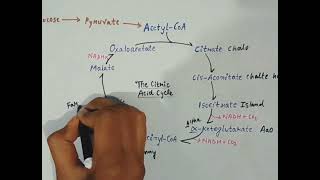 Krebs Cycle Trick youtube video [upl. by Krischer]