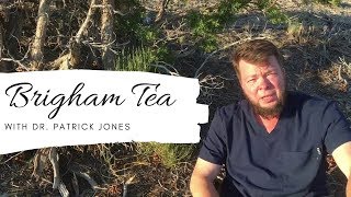 Brigham Tea  Ephedra Explained [upl. by Llevram]