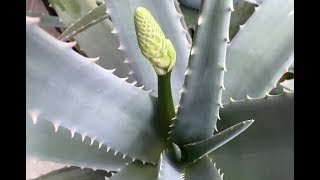 Las flores comestibles del aloe vera  Cómo consumirlas  RECETA [upl. by Anyg]