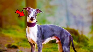 12 Things Only Whippet Dog Owners Understand [upl. by Dirfliw]